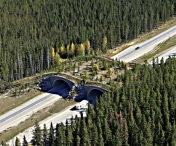 CNADNR va construi pasaje de tip „green bridge” pentru migratia ursilor pe Autostrada Lugoj-Deva