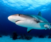 Cati oameni au murit, de fapt, din cauza atacurilor rechinilor din Egipt. Nu este pentru prima data cand se intampla asta