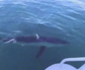 Clipe de panica pentru doi australieni dupa ce un rechin s-a apropiat mult de barca. 'Niciodata n-am vazut asa ceva' -FOTO