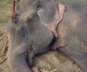 Povestea EMOTIONANTA a elefantului care a plans cand a fost eliberat din lanturi, dupa 50 de ani de captivitate - FOTO