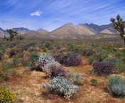 SITUATIE DE URGENTA in California: Ar putea fi cea mai grava seceta din ultimul secol