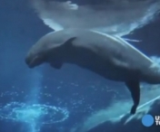 Imagini inedite cu o balena care isi aduce pe lume puiul