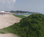 Plajele de pe litoralul românesc, pline iarăși de alge