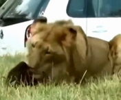 VIDEO SOCANT - Femeie sfasiata de leu in timp ce se afla in safari