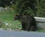 Restrictii pe traseele turistice din Retezat, din cauza ursilor