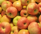Rusia interzice importul fructelor din Republica Moldova, din cauza unei "insecte periculoase"