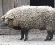 ”Porcul Somon” cucereste Romania, o rasa creata in urma cu aproximativ 200 de ani