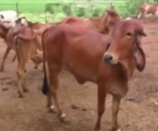 VIDEO - Descoperire epocala! Au gasit aur in urina de vaca
