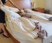 VIDEO ADORABIL! Aceste pisicute chiar nu-si doresc ca stapana lor sa faca patul. Iata cum se comporta pe pat :)
