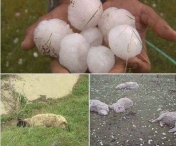 Dezastruos! O furtuna a facut prapad – Grindina cat o minge de golf a omorat mai multe oi – VIDEO