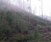 VIDEO - FURTUNA DEVASTATOARE in Suceava! Copacii dintr-o padure, doborati de vant pe o suprafata de aproximativ 55 de hectare