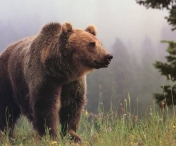 Alerta in Comarnic, dupa ce un urs a atacat o stana si a omorat sapte animale