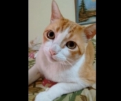 INCREDIBIL cum canta aceasta pisicuta - VIDEO