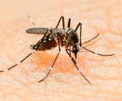 Al treilea caz de infectare cu virusul Zika a fost confirmat in Romania 