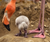 VIDEO EMOTIONANT - Cum isi invata puiul sa mearga o pasare Flamingo