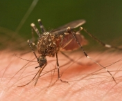 Risc de infestare cu febra dengue in Malaezia. Cum trebuie sa va imbracati