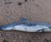 DEZASTRU ECOLOGIC! Peste 100 de delfini au ESUAT pe litoralul romanesc in acest an