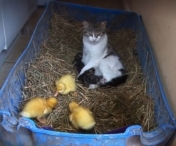 VIDEO FABULOS! Trei boboci de rata au fost adoptati de o ... pisica