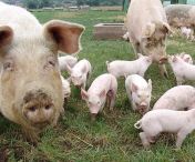 Localnicii dintr-o comuna au alungat autoritatile venite sa eutanasieze porcii cu pesta