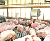 Acuzatii de tradare de tara si in cazul pestei porcine africane. Vicepresedinte PNL: Actiunile pun in pericol siguranta si securitatea alimentara a Romaniei