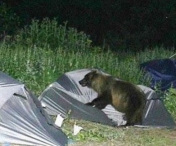 Un turist care a campat pe Valea Cerbului din Bucegi a fost atacat de un urs, fiind ranit la o mana
