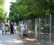 Ce surprize li se pregatesc copiilor la ZOO Timisoara de Ziua Internationala a Gradinilor Zoologice si a Parcurilor