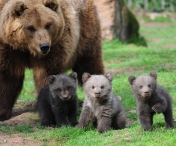 Turisti din Bucuresti, fugariti de o ursoaica pe un traseu foarte circulat din Muntii Bucegi. Jandarmii le-au gasit rucsacurile sfasiate