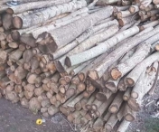O parte din mafia lemnelor din Timis, destructurata de politisti. 11 persoane au fost arestate