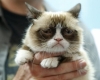 pisica Grumpy 