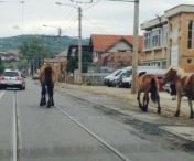 INCREDIBIL! Caii "pasc" in voie, in mijlocul strazii, printre masini. Scenele au loc la Timisoara