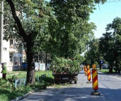 Copaci pericol public in parcurile Timisoarei. Primaria ataca Horticultura, societatea din subordinea CLT