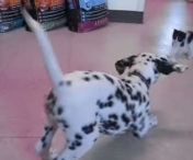VIDEO FABULOS - Cum reactioneaza un pui de dalmatian care vede pentru prima data o pisicuta. Reactia celor doua animalute este absolut adorabila
