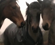 VIDEO - Reintalnirea emotionanta a acestor cai care au stat despartiti 4 ani si jumatate