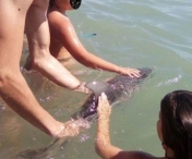 Un pui de delfin esuat a fost omorat de turistii care si-au facut selfie-uri cu el