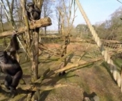VIDEO - Ce se intampla dupa ce o maimuta vede drona care o filma