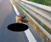 Autostrada ursilor! Inca un urs a fost accidentat mortal pe Autostrada Sibiu – Orastie. Este al doilea caz in mai putin de 48 de ore
