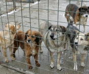 Zece caini din adapostul Danyflor au fost adoptati la primul targ organizat de Primaria Timisoara