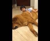 FABULOS / Un mastiff tibetan URIAS se comporta ca un mielusel in fata unui copil (VIDEO)
