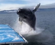 VIDEO FABULOS! Au venit sa vada balena si au trait experienta vietii: patania unor turisti	