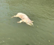 Imagini revoltatoare: Cadavre de porci plutesc pe Dunare. Autoritatile avertizeaza: lesurile din apa sunt periculoase