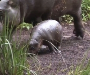 ADORABIL! Un pui de hipopotam face prima lui baie (VIDEO)