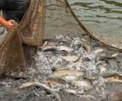  Aproape 350 de exemplare de sturion capturate de braconieri au fost eliberate în Dunăre