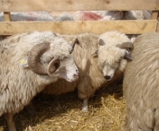 Iordania a interzis importul de ovine si bovine din Romania, din cauza cazurilor de boala a limbii albastre