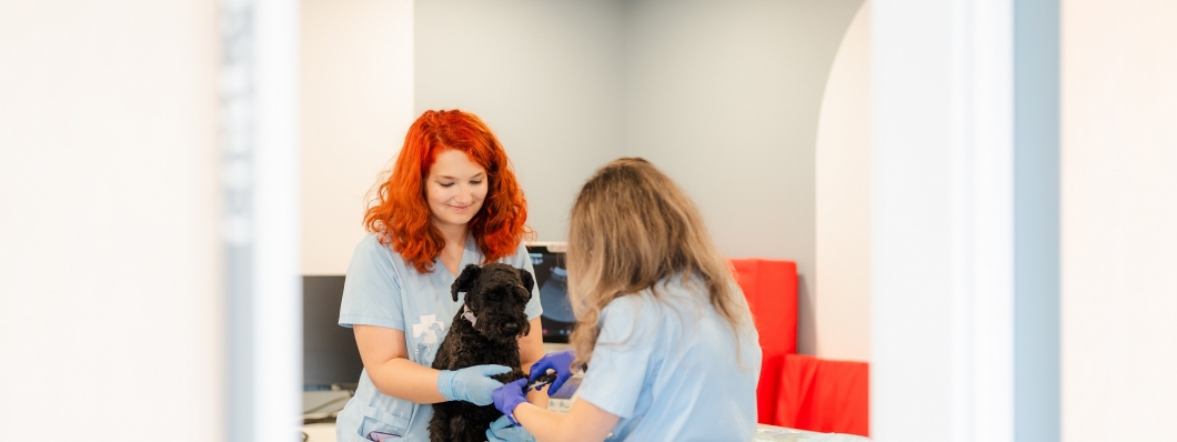 Spital veterinar non-stop, cu chirurgie, imagistică și terapie intensivă, se deschide sâmbătă, 5 septembrie, în Iulius Town
