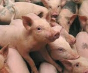Dragnea anunta noi masuri ale Guvernului Dancila pentri cei afectati de pesta porcina
