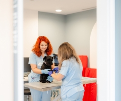 Spital veterinar non-stop, cu chirurgie, imagistică și terapie intensivă, se deschide sâmbătă, 5 septembrie, în Iulius Town