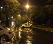 Furtuna in Timisoara: copaci rupti si circulatie ingreunata