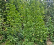 Marți, 5 septembrie, a fost descoperită existența unei culturi de cannabis într-o pădure din comuna Ocnița, județul Dâmbovița