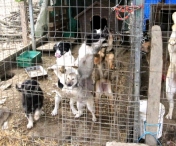 Targ de adoptii canine, in weekend, la Timisoara