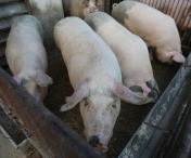 Autoritatile ar putea lua o masura RADICALA, in lupta cu pesta porcina: Interzicerea cresterii porcilor in anumite gospodarii